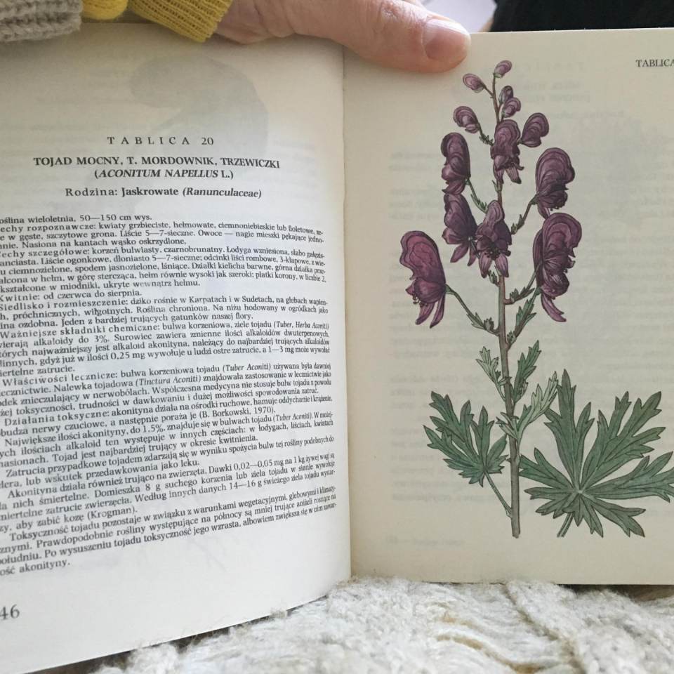 ZZZ - zioła, zielarstwo, ziołolecznictwo