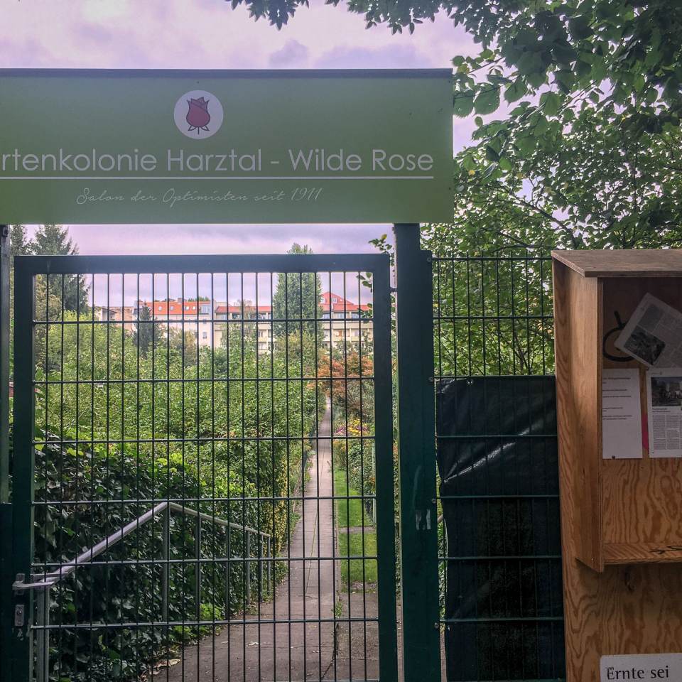 fot. Sławomir Sendzielski KGA Herztal Wilde Rose